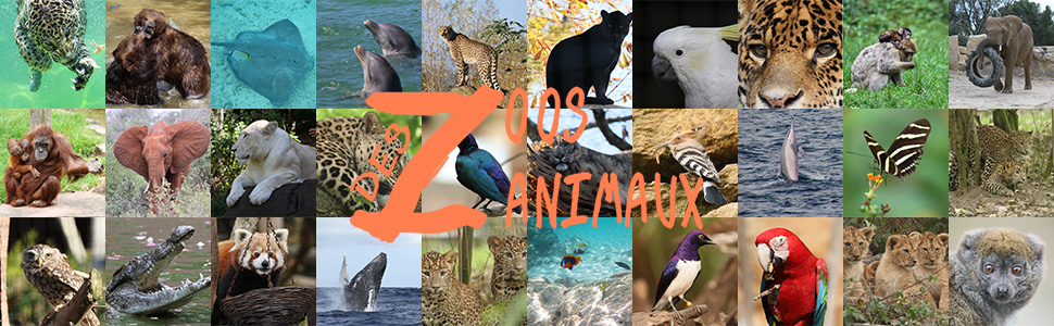 Des Zoos Des Zanimaux