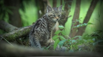 Le chat sylvestre
