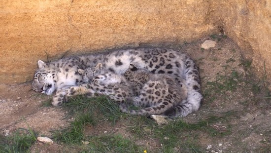 Les panthères des neiges - Le film 02