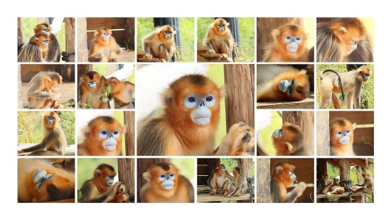 Les singes dorés