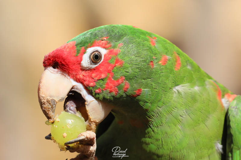 Conure mitrée