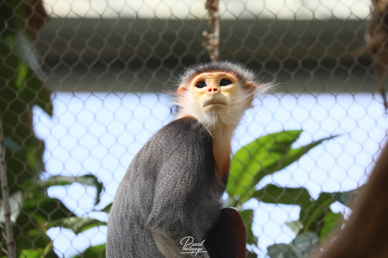 Langur de Douc