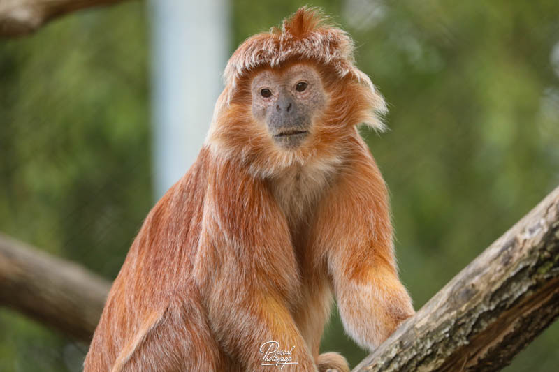 Langur de Java