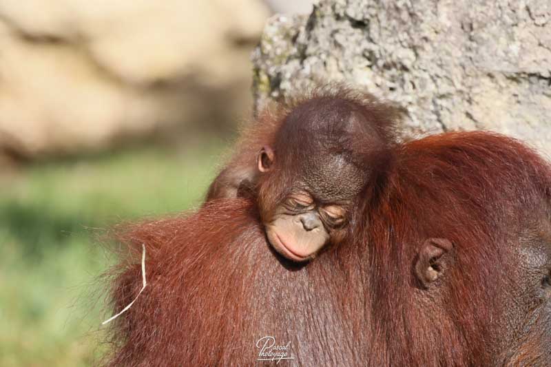 Orang-outan de Bornéo