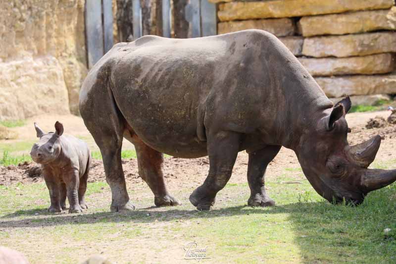 Rhinocéros noir