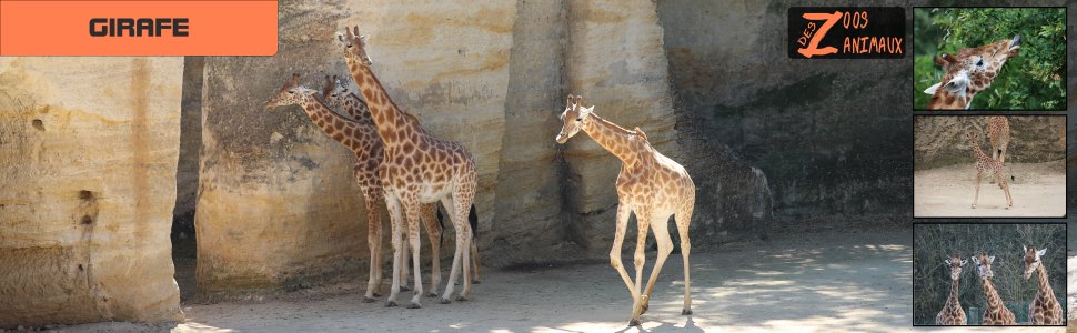 Girafe