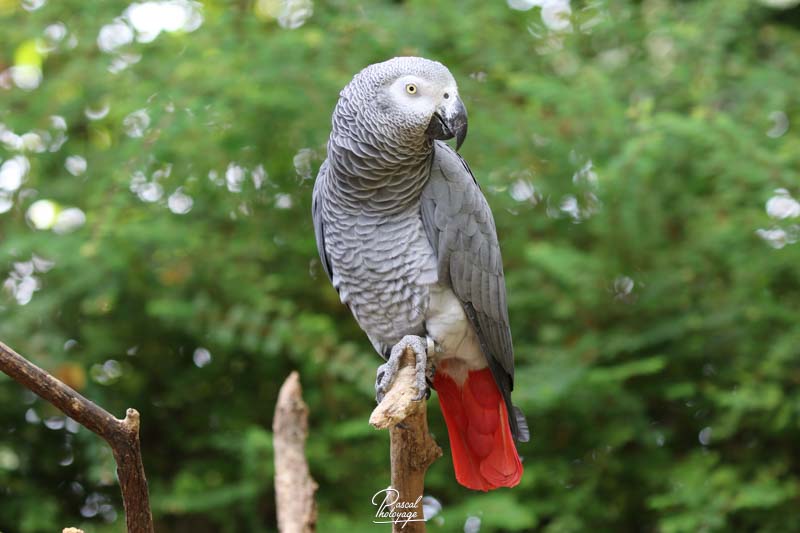 Gris du Gabon