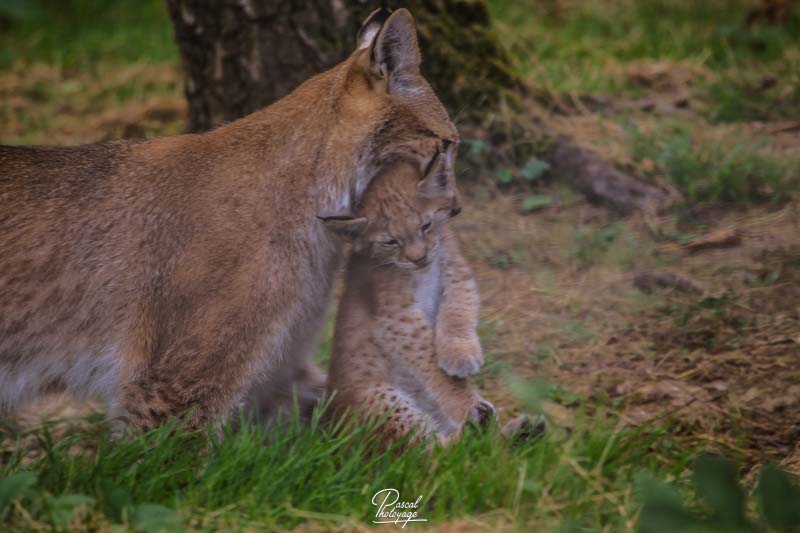 Lynx boréal