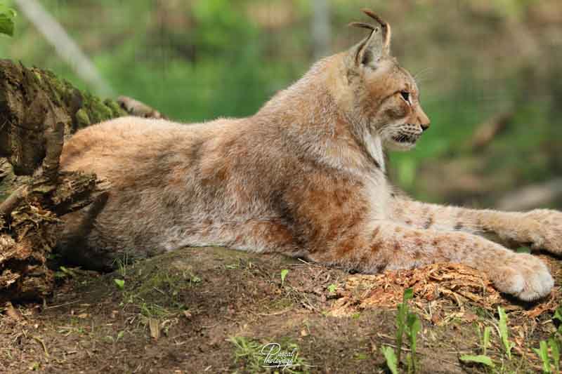 Lynx de Sibérie