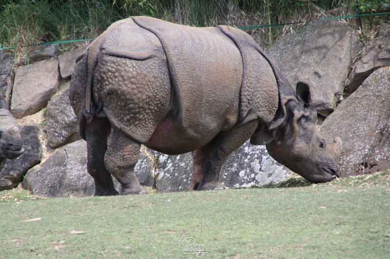 Rhinocéros indien