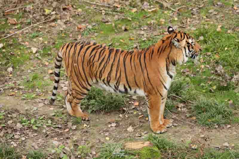 Tigre de Malaisie