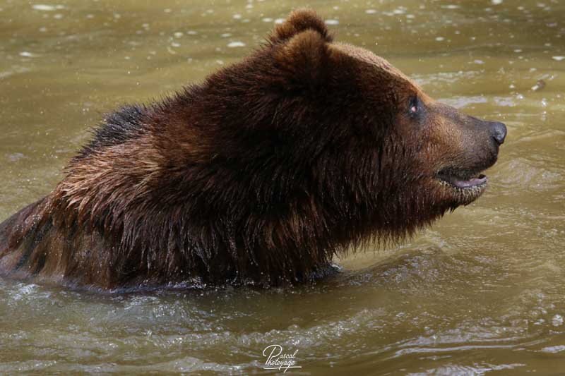 Ours brun du Kamtchatka