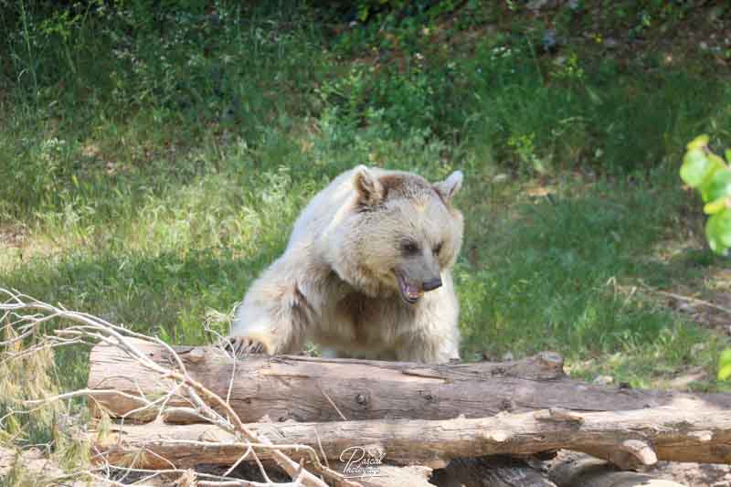 Ours brun de Syrie