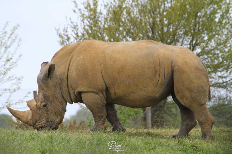 Rhinocéros blanc