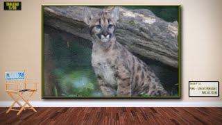 Cliquez sur l'image pour lancer la vidéo