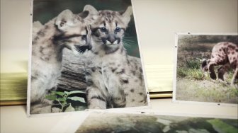 Cliquez sur l'image pour lancer la vidéo