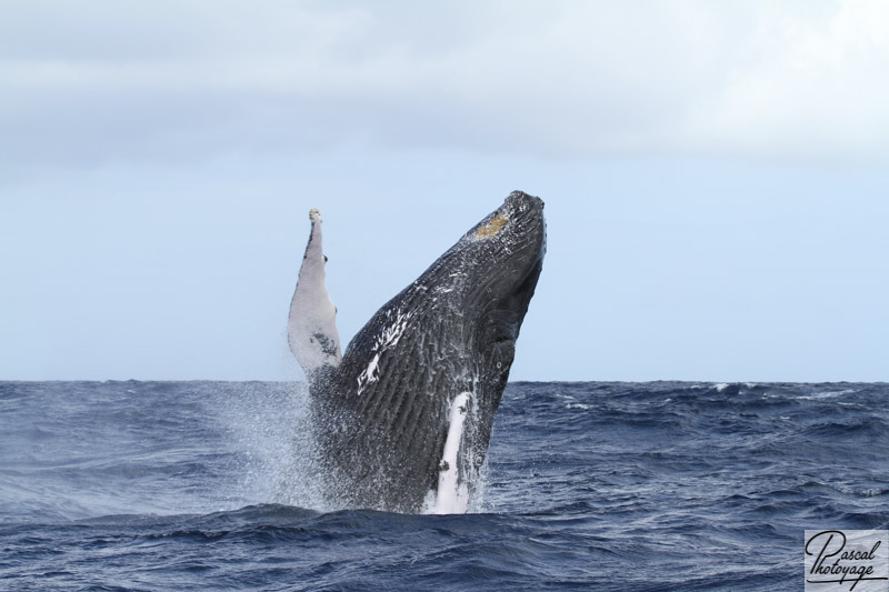 Baleine à bosse