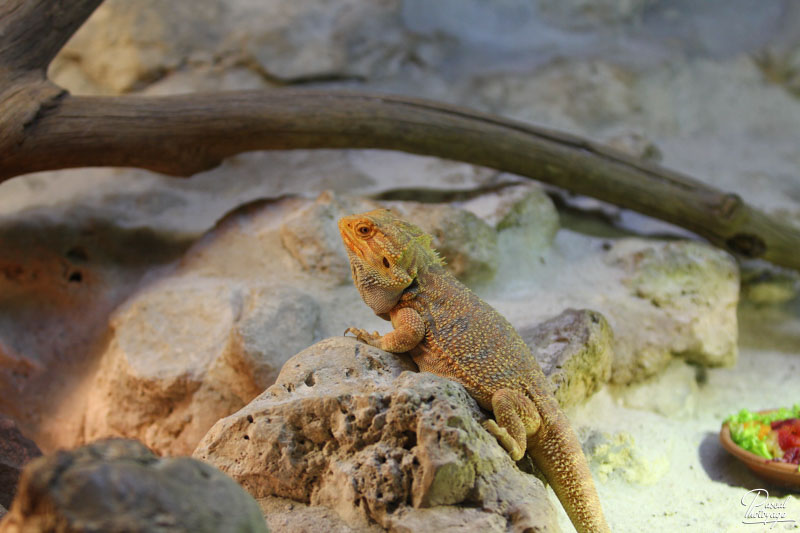 Zoo de La Flèche