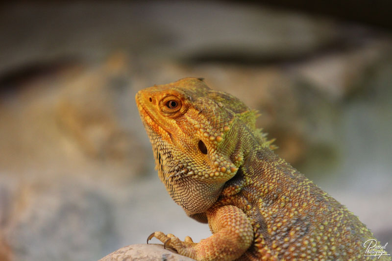 Zoo de La Flèche