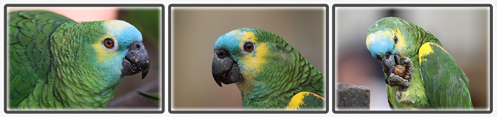 amazone_a_front_bleu_accueil_fiche_animale_03_970x230px.jpg