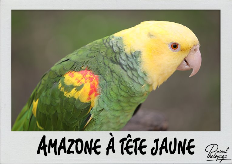 amazone_a_tete_jaune_polaroid_765x540px.jpg