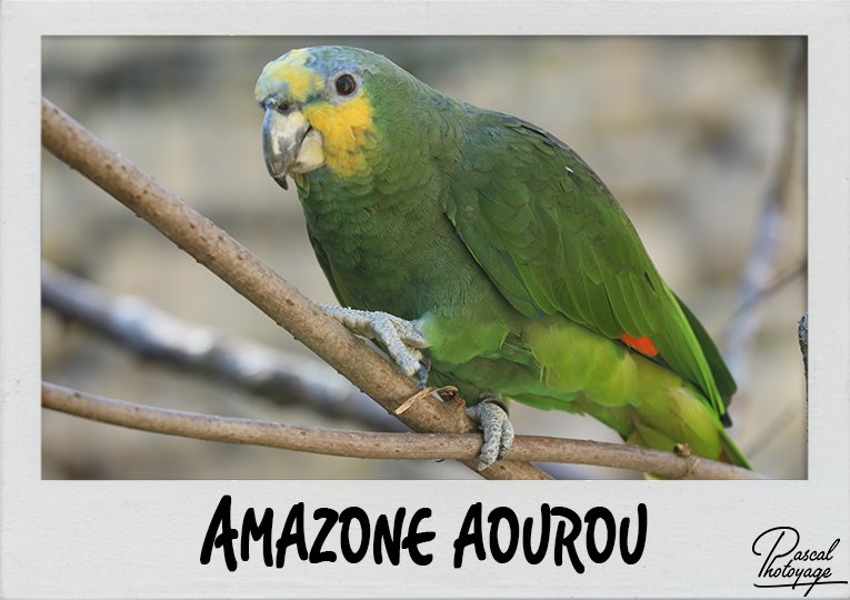 amazone_aouorou_polaroid_765x540px.jpg