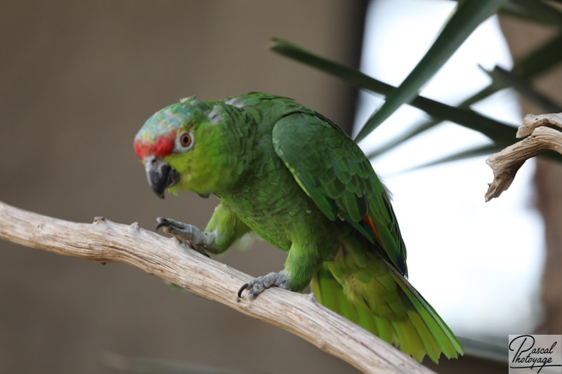 Amazone d'Équateur