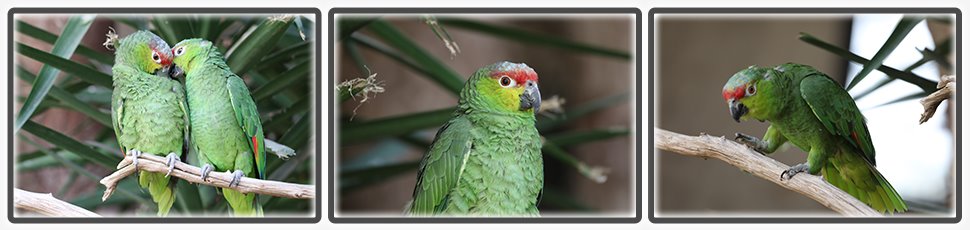 amazone_d_equateur_accueil_fiche_animale_03_970x230px.jpg