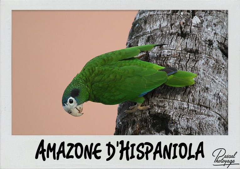 amazone_hispaniola_polaroid_765x540px.jpg