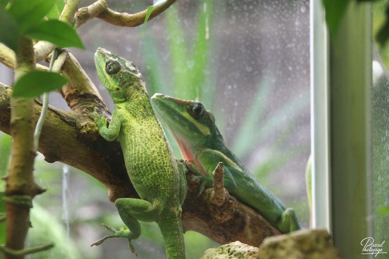 Ménagerie du jardin des plantes