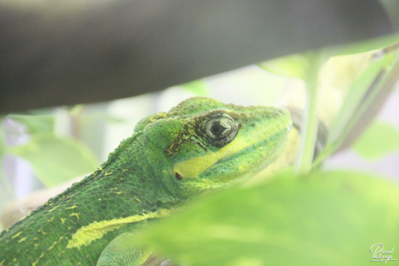 Ménagerie du jardin des plantes