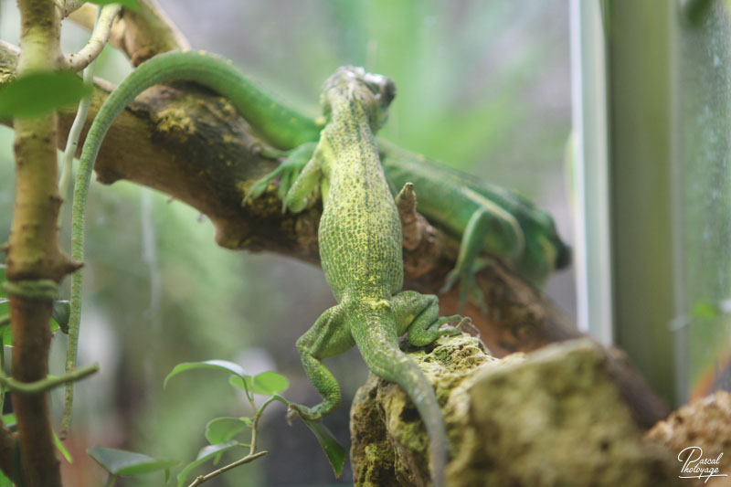 Ménagerie du jardin des plantes