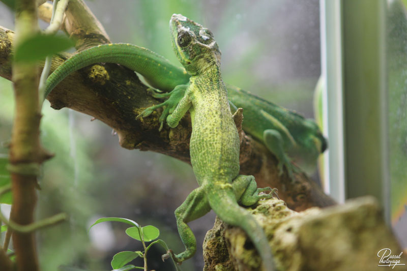 Ménagerie du jardin des plantes