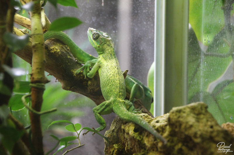 Ménagerie du jardin des plantes