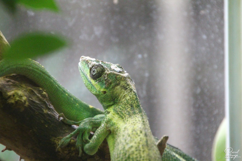 Ménagerie du jardin des plantes