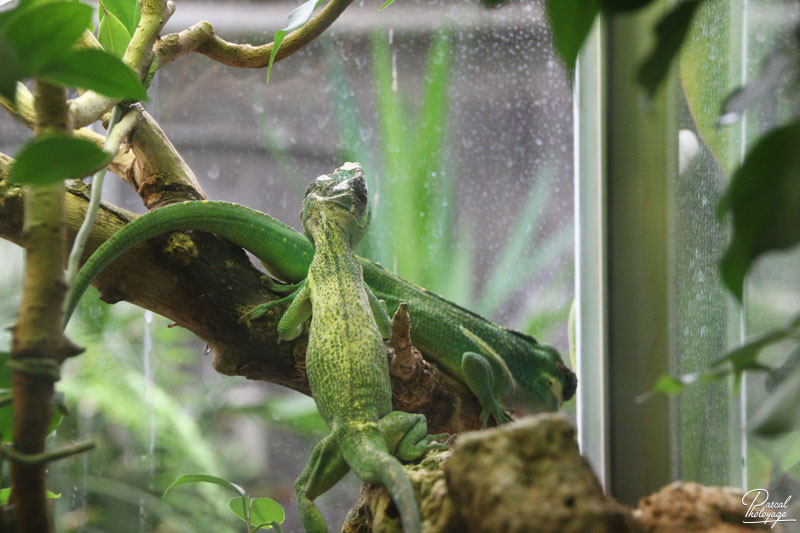 Ménagerie du jardin des plantes