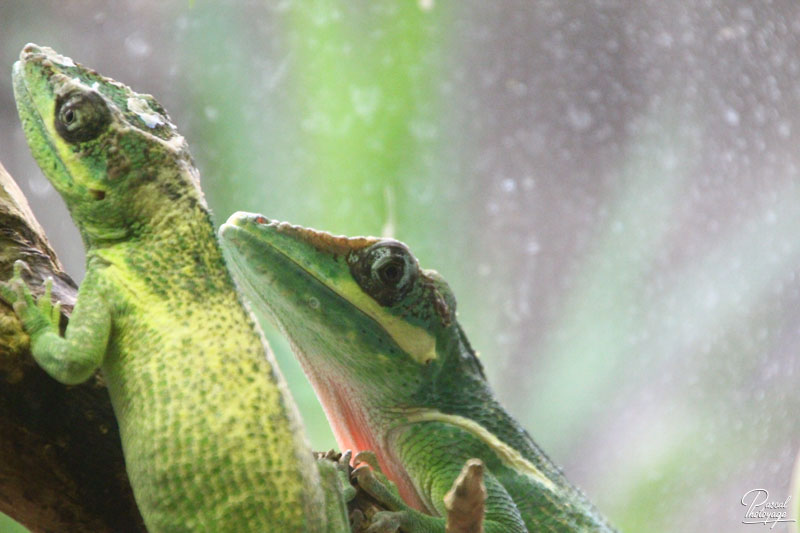 Ménagerie du jardin des plantes