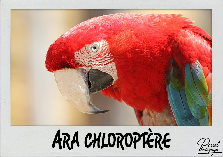 ara_chloroptere_polaroid_765x540px.jpg