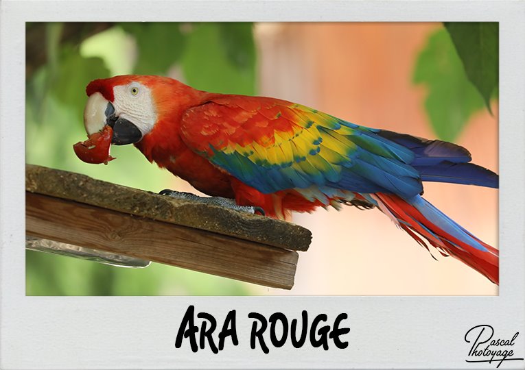 ara_rouge_polaroid_765x540px.jpg