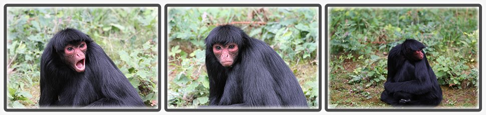 atele_a_face_rouge_accueil_fiche_animale_03_970x230px.jpg