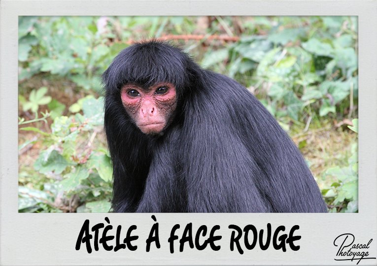 atele_a_face_rouge_polaroid_765x540px.jpg