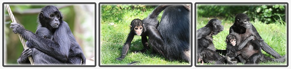 atele_noir_de_colombie_accueil_fiche_animale_03_970x230px.jpg