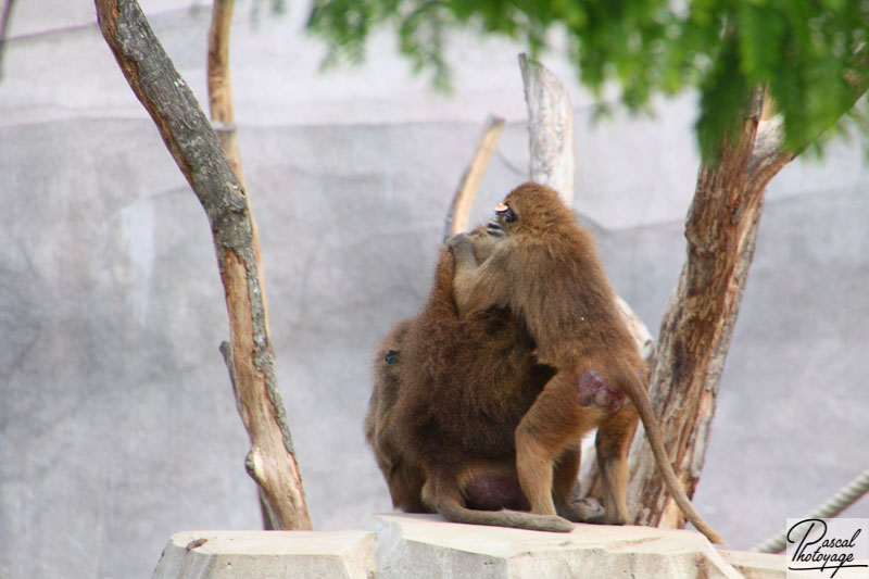 Parc zoologique de Paris