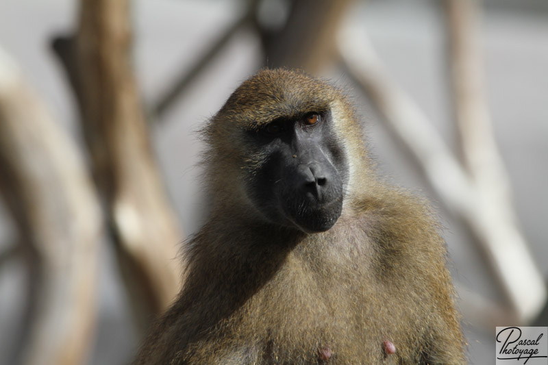 Parc zoologique de Paris