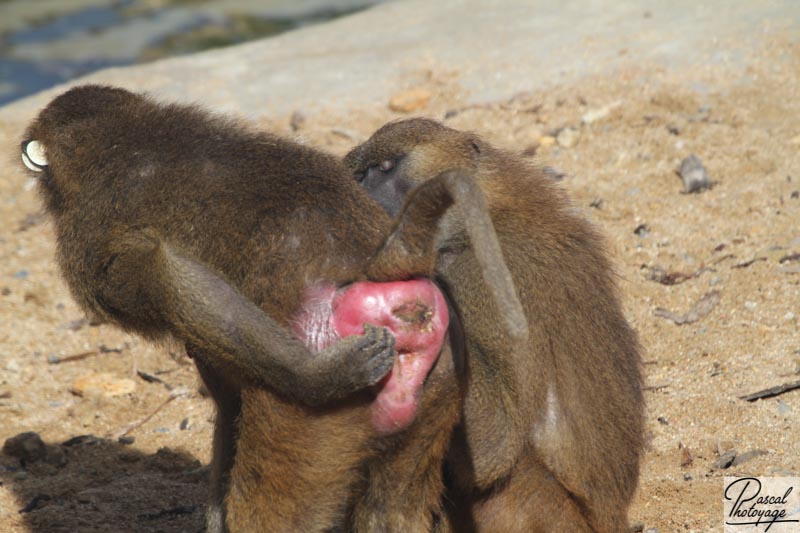 Parc zoologique de Paris