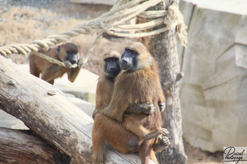 Parc zoologique de Paris