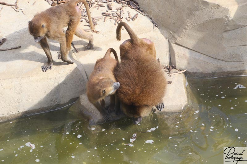 Parc zoologique de Paris