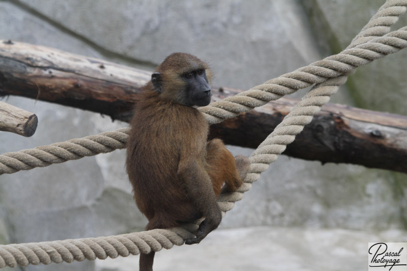 Parc zoologique de Paris