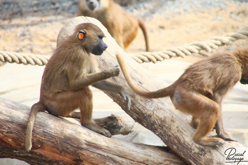 Parc zoologique de Paris