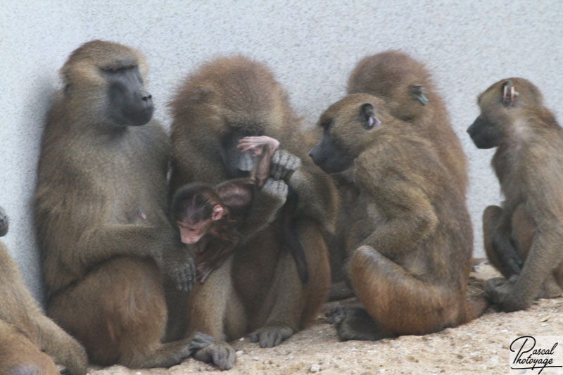 Parc zoologique de Paris